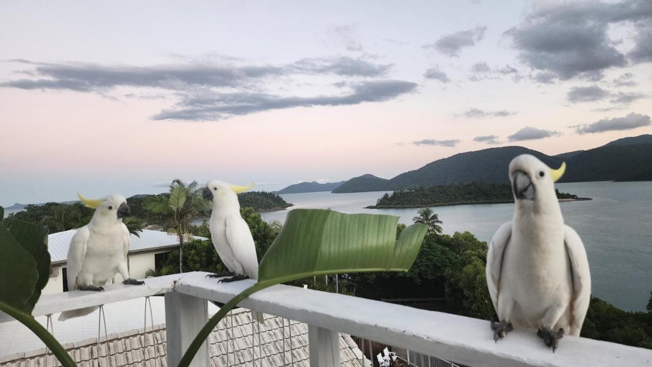 The Haven View - Airlie Beach Exterior photo